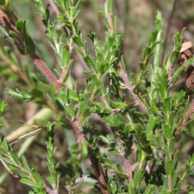 Kunzea parvifolia (Violet Kunzea) at Weetangera, ACT - 9 Jan 2023 by pinnaCLE