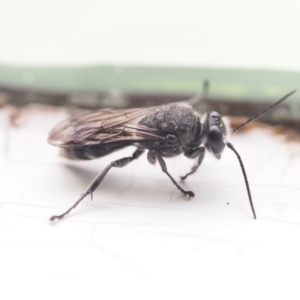 Sphecinae sp. (subfamily) at Chapman, ACT - 22 Dec 2022