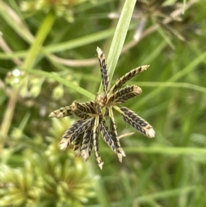 Cyperus sanguinolentus at Yarralumla, ACT - 16 Jan 2023