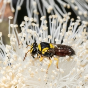 Hylaeus (Euprosopis) elegans at Macgregor, ACT - 18 Jan 2023