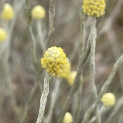 Calocephalus citreus (Lemon Beauty Heads) at Mitchell, ACT - 17 Jan 2023 by JaneR