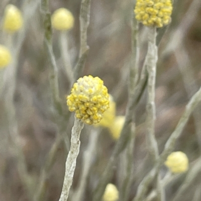 Calocephalus citreus (Lemon Beauty Heads) at Mitchell, ACT - 18 Jan 2023 by JaneR