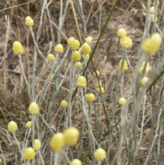 Calocephalus citreus at Mitchell, ACT - 18 Jan 2023