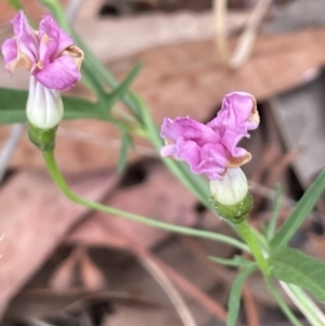 Convolvulus angustissimus subsp. angustissimus at Mitchell, ACT - 18 Jan 2023 08:43 AM