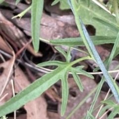 Convolvulus angustissimus subsp. angustissimus at Mitchell, ACT - 18 Jan 2023 08:43 AM