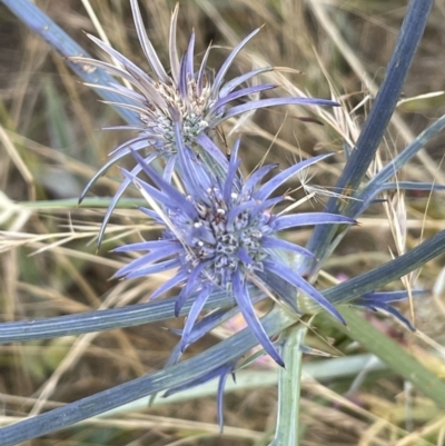 Eryngium ovinum (Blue Devil) at Mitchell, ACT - 17 Jan 2023 by JaneR