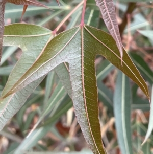 Brachychiton populneus at Mitchell, ACT - 18 Jan 2023 08:46 AM