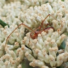 Cheiracanthium gracile (Slender sac spider) at Molonglo Valley, ACT - 13 Jan 2023 by CathB