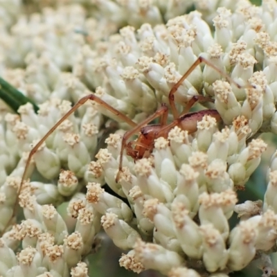 Cheiracanthium gracile (Slender sac spider) at Molonglo Valley, ACT - 12 Jan 2023 by CathB