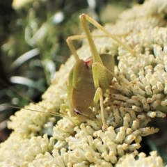 Caedicia simplex (Common Garden Katydid) at Aranda, ACT - 13 Jan 2023 by CathB