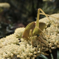 Caedicia simplex at Aranda, ACT - 13 Jan 2023