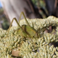 Caedicia simplex at Aranda, ACT - 13 Jan 2023 08:08 AM