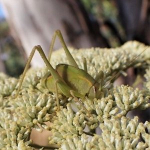 Caedicia simplex at Aranda, ACT - 13 Jan 2023 08:08 AM