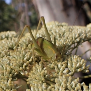 Caedicia simplex at Aranda, ACT - 13 Jan 2023 08:08 AM