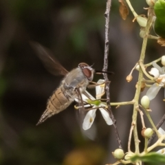 Trichophthalma punctata (Tangle-vein fly) at Molonglo Valley, ACT - 18 Jan 2023 by Roger