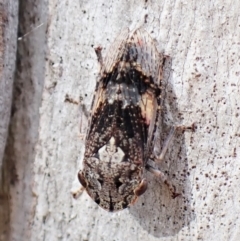 Stenocotis sp. (genus) (A Leafhopper) at Point 4152 - 12 Jan 2023 by CathB