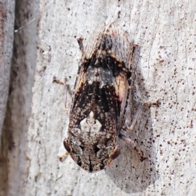 Stenocotis sp. (genus) (A Leafhopper) at Molonglo Valley, ACT - 13 Jan 2023 by CathB