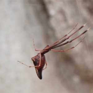 Argyrodes sp. (genus) at Molonglo Valley, ACT - 13 Jan 2023