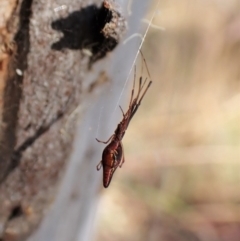 Argyrodes sp. (genus) at Molonglo Valley, ACT - 13 Jan 2023