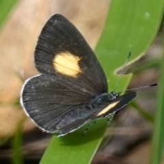 Candalides xanthospilos (Yellow-spotted Blue) at Worrigee, NSW - 16 Jan 2023 by RobG1