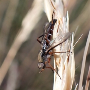 Taenogerella elizabethae at Cook, ACT - 13 Jan 2023