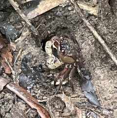 Unidentified Crab at Cape Tribulation, QLD - 18 Jan 2023 by Mavis