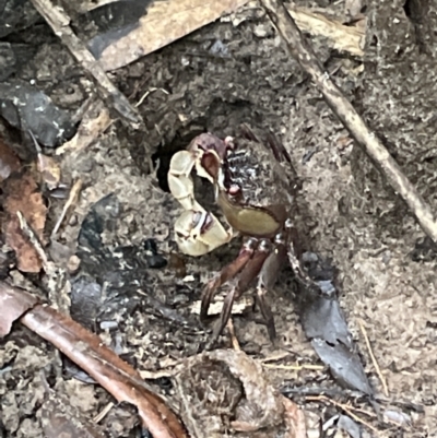 Unidentified Crab at Cape Tribulation, QLD - 18 Jan 2023 by Mavis