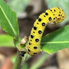 Dysphania numana at Cape Tribulation, QLD - 18 Jan 2023 by Mavis