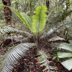 Lepidozamia hopei (Hope's Cycad) at Cape Tribulation, QLD - 18 Jan 2023 by Mavis