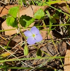 Veronica calycina (Hairy Speedwell) at Paddys River, ACT - 17 Jan 2023 by Mike