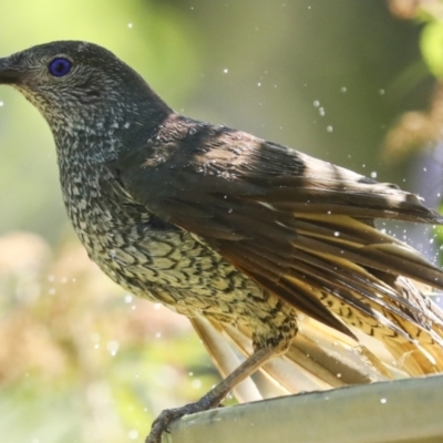 Ptilonorhynchus violaceus (Satin Bowerbird) at Higgins, ACT - 11 Jan 2023 by AlisonMilton