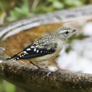 Pardalotus punctatus at Higgins, ACT - 16 Jan 2023