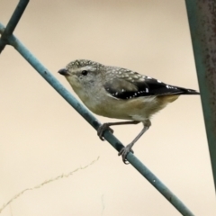 Pardalotus punctatus at Higgins, ACT - 16 Jan 2023