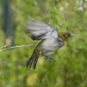 Zosterops lateralis at Higgins, ACT - 16 Jan 2023