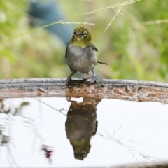 Zosterops lateralis at Higgins, ACT - 16 Jan 2023