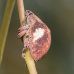 Gonipterus pulverulentus (Eucalyptus weevil) at Hawker, ACT - 14 Jan 2023 by AlisonMilton