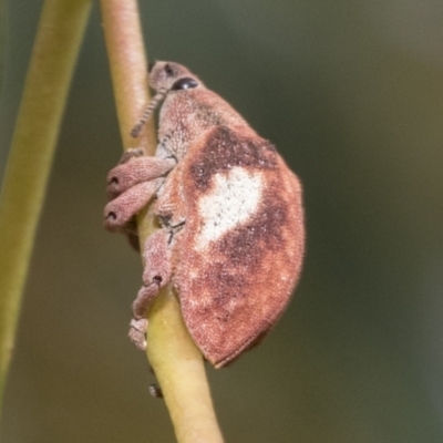 Gonipterus pulverulentus (Eucalyptus weevil) at Hawker, ACT - 14 Jan 2023 by AlisonMilton