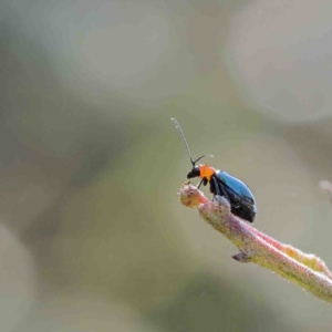 Adoxia benallae at O'Connor, ACT - 12 Jan 2023 10:16 AM