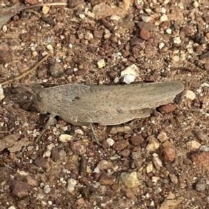 Goniaea australasiae at Hackett, ACT - 16 Jan 2023 05:35 PM