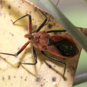 Gminatus australis at Hawker, ACT - 15 Jan 2023 08:27 AM