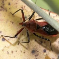 Gminatus australis at Hawker, ACT - 15 Jan 2023