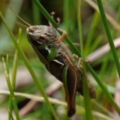 Praxibulus sp. (genus) (A grasshopper) at Worrigee, NSW - 16 Jan 2023 by RobG1