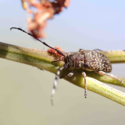 Ancita australis (Longicorn or longhorn beetle) at O'Connor, ACT - 12 Jan 2023 by ConBoekel