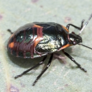 Cermatulus nasalis at Hawker, ACT - 15 Jan 2023