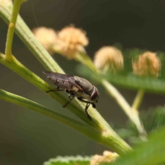 Stomorhina subapicalis (A snout fly) at Acton, ACT - 12 Jan 2023 by ConBoekel