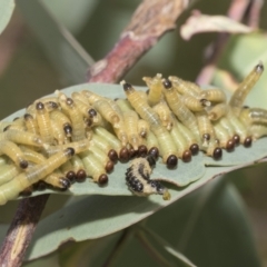 Pseudoperga sp. (genus) (Sawfly, Spitfire) at Hawker, ACT - 14 Jan 2023 by AlisonMilton