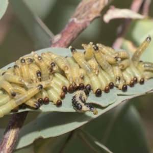 Pseudoperga sp. (genus) at Hawker, ACT - 15 Jan 2023