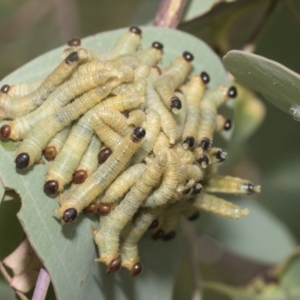 Pseudoperga sp. (genus) at Hawker, ACT - 15 Jan 2023