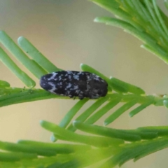 Diphucrania sp. (genus) (Jewel Beetle) at Acton, ACT - 11 Jan 2023 by ConBoekel