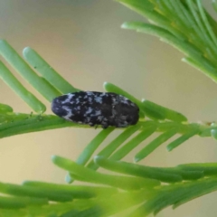 Diphucrania sp. (genus) (Jewel Beetle) at Acton, ACT - 12 Jan 2023 by ConBoekel